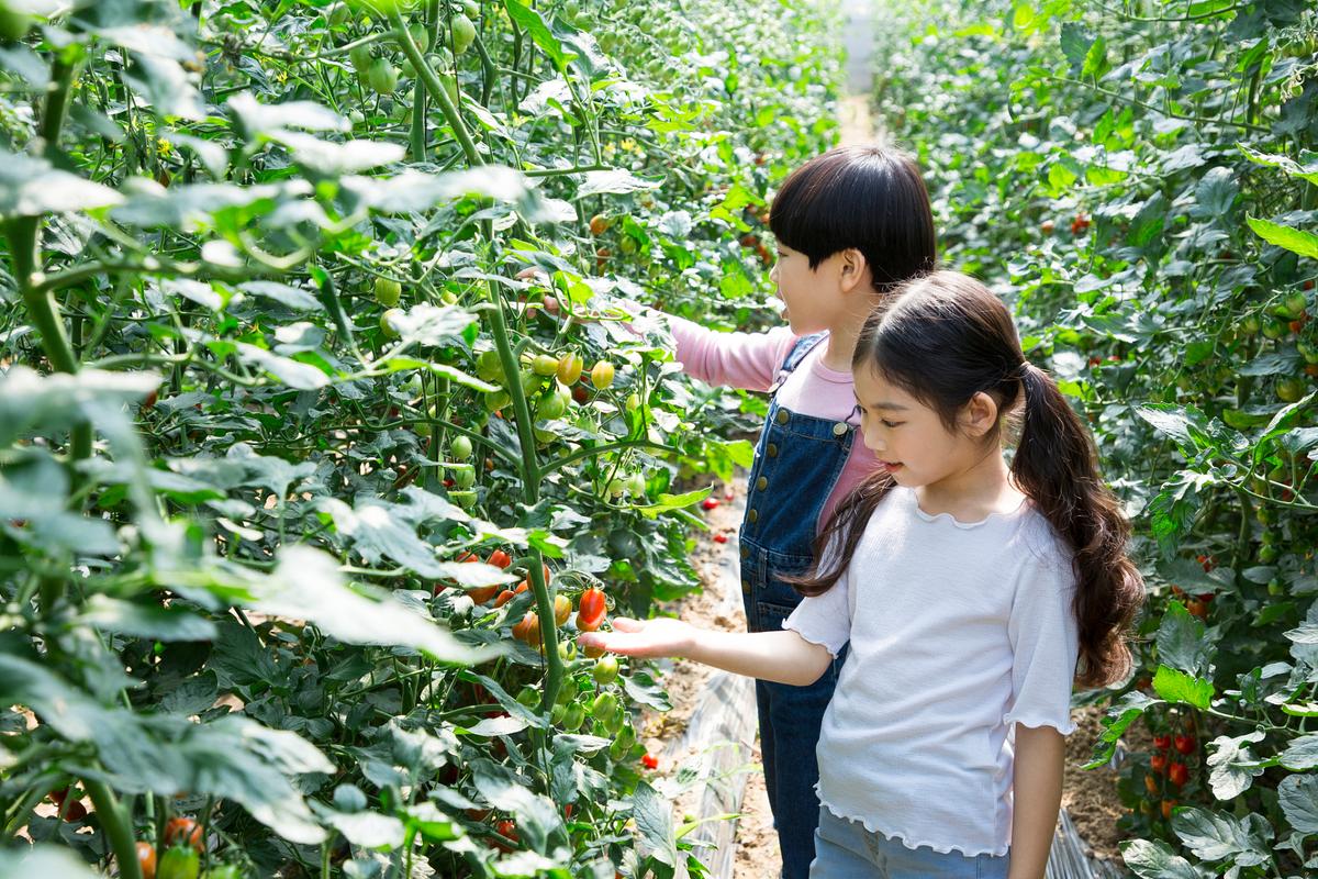水果的种植与采摘:一份来自园丁的心得